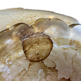 Mid-century Shell Shaped Art Glass Bowl